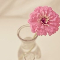 人间富贵花