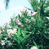糖醋小排