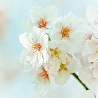 混沌骑士